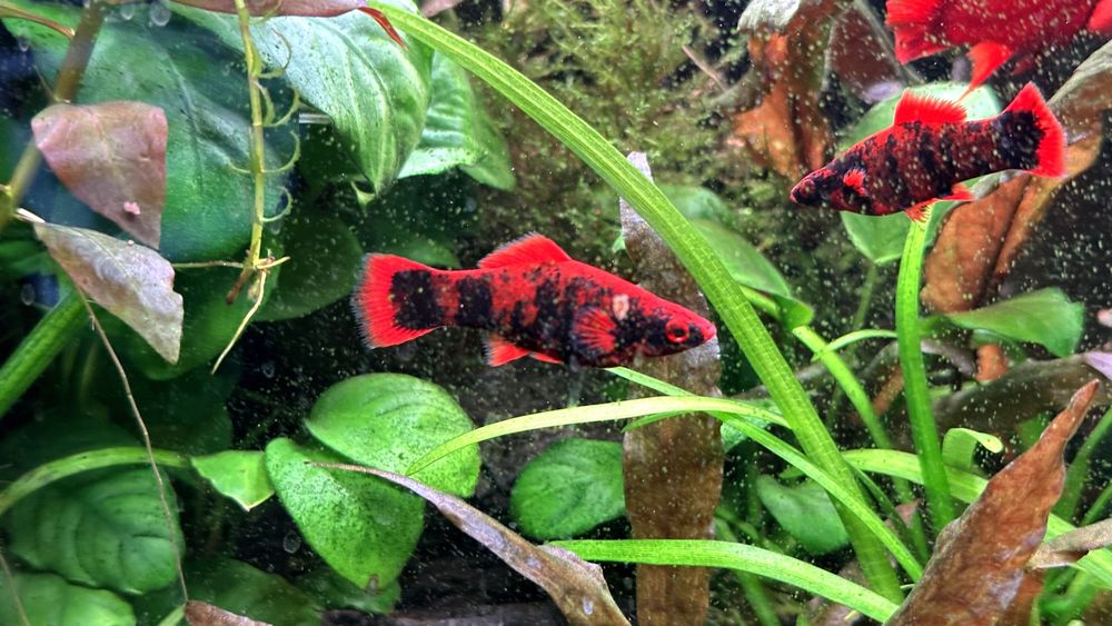Mieczyk Red Alpha Czarny - Marble - 6cm - Polskie
