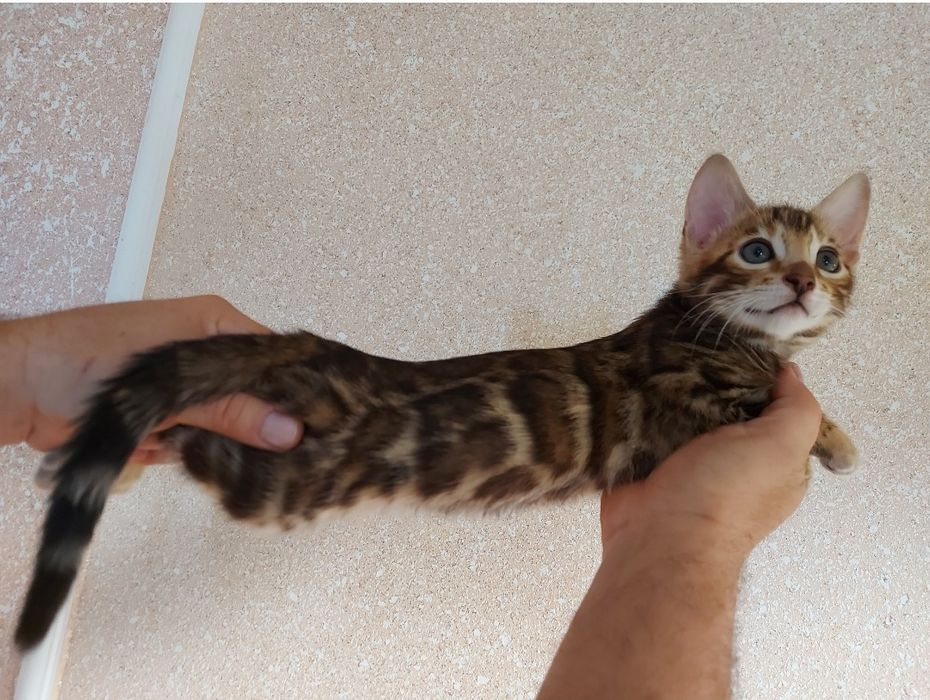 Кошенята бенгальської породи