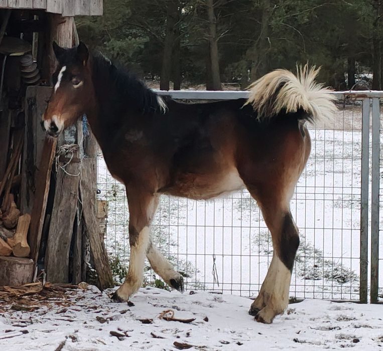 Ogier Ślązak sprzedam