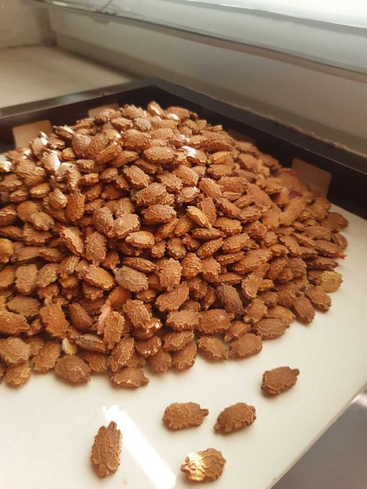 Момордика  лечебная