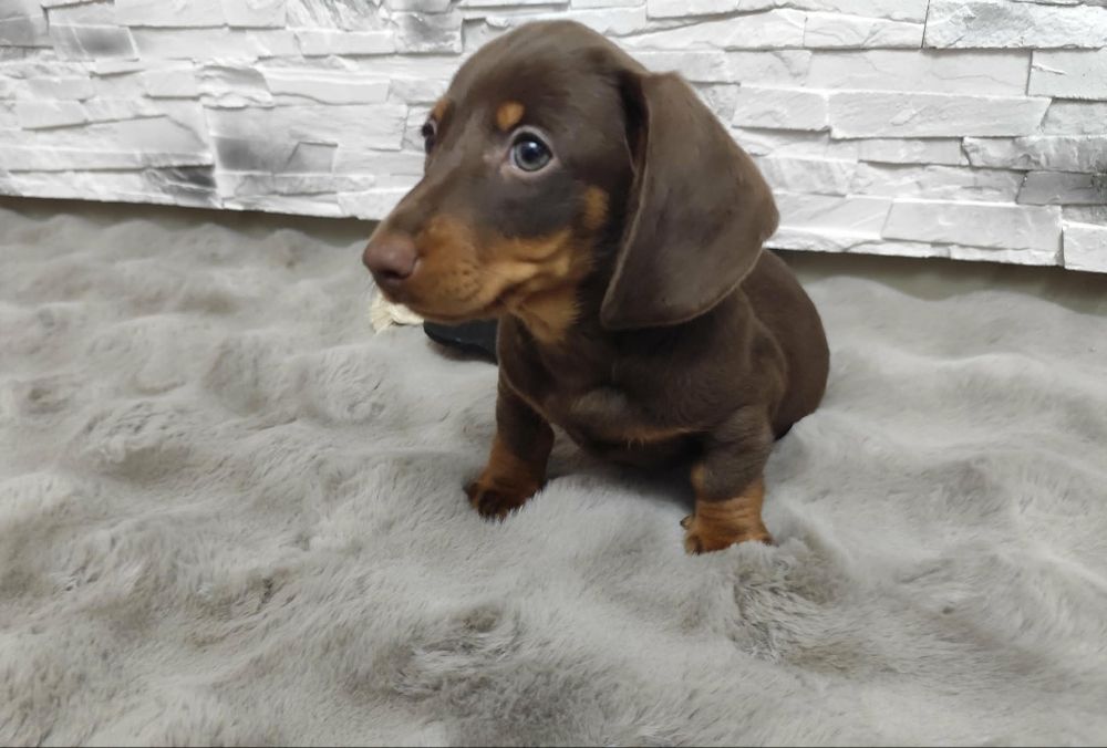 Jamnik Jamniczek miniaturka Czekoladowy