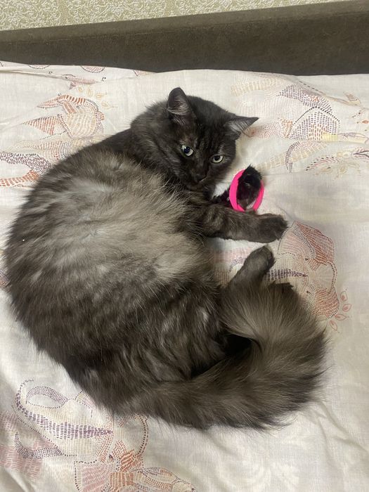 Молодая кошка в хорошие руки