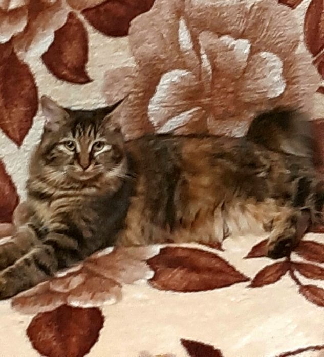 Кішечка бобтел 8 міс.