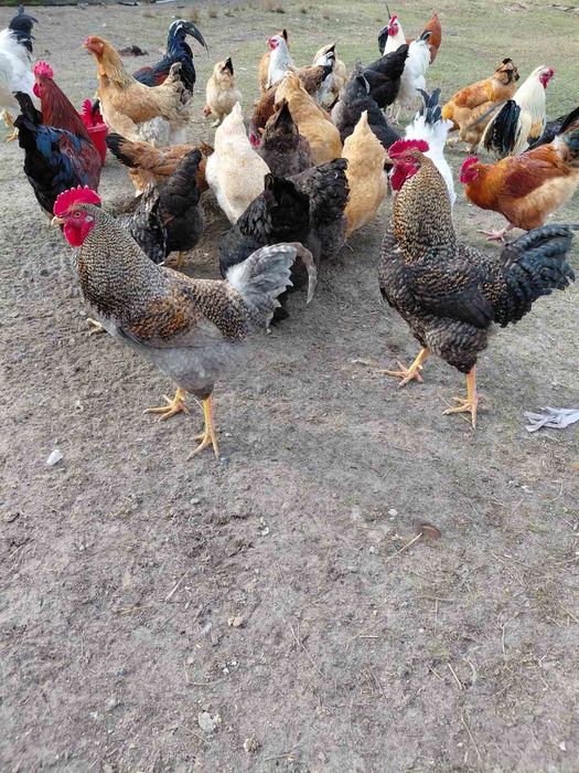 Продам молодих півників