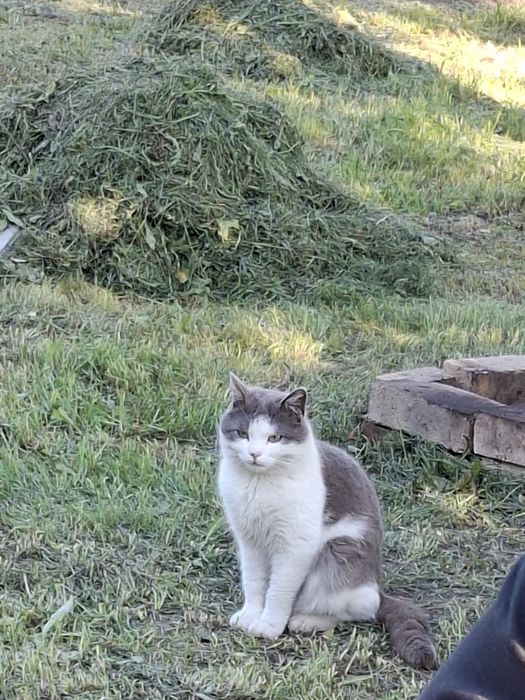 Котик в добрі руки