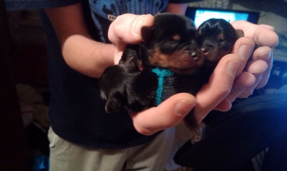 Молодой и активный мини Йорк ждет милых дам. КСУ