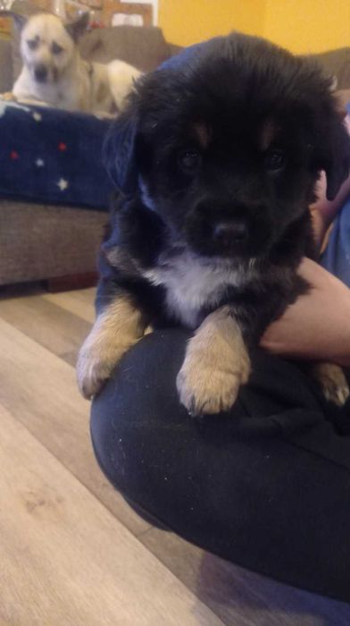 Oddam cudne pieski !