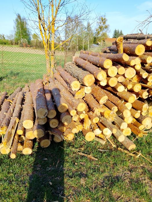 Drewno sosna świerk opalowe