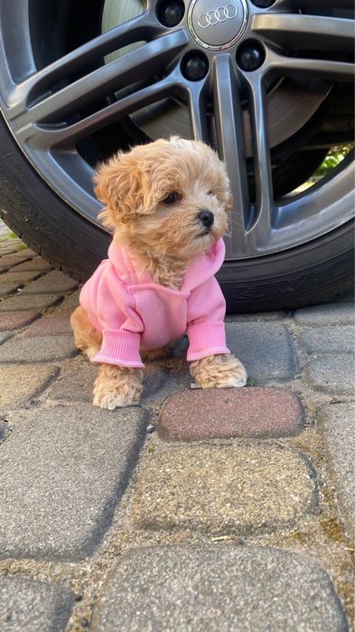 Красиві міні цуценята мальтипу