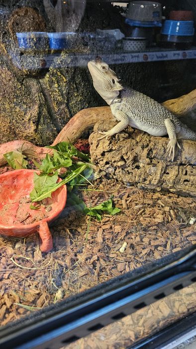 Agama brodata samiec .