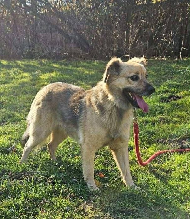 Parys piesek do pokochania