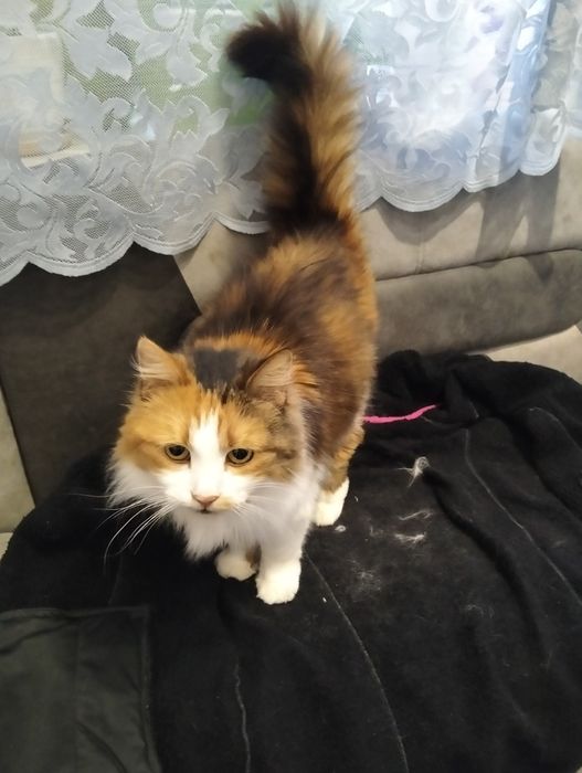 Возьмите кошечку в добрые руки,хозяева умерли ,осталась одна на улице