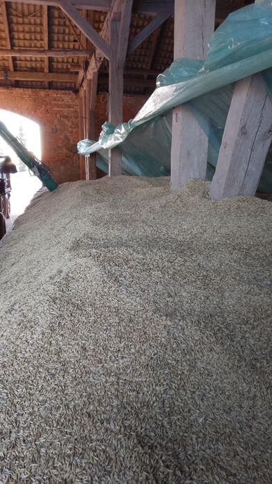 Owies paszowy/opałowy Bingo workowany