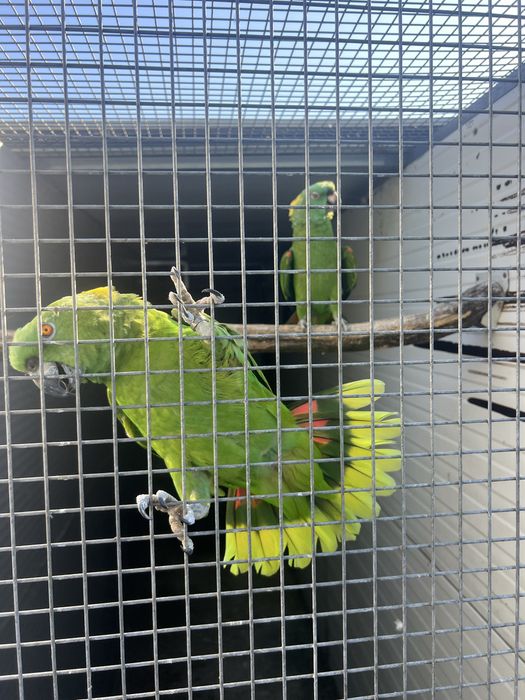 Casal de auropalliata de 2016