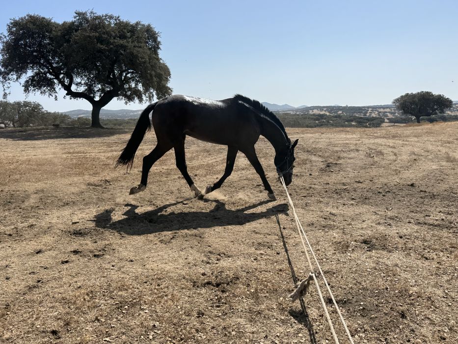 Cavalo Lusitano