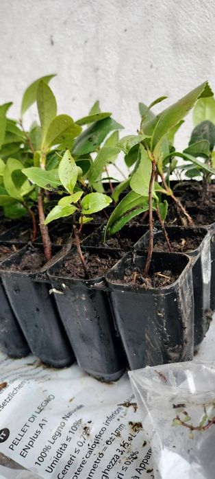 Camélia Japoneira replantar