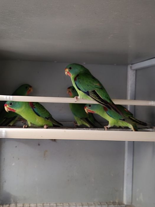 Swift Parrot 2026
