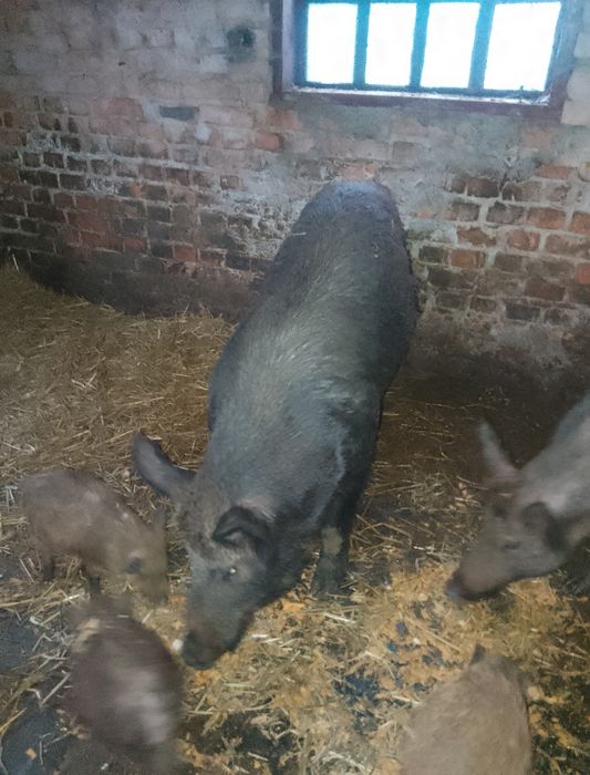 Продам свині кабан   матка