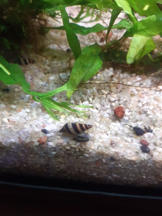 Sprzedam Ślimaki Helenka