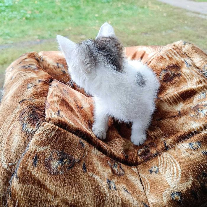 Кошеня / хлопчик / 2 місяці / Прилуки