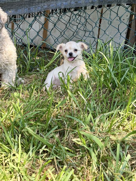 Chihuahua pelo longo com LOP