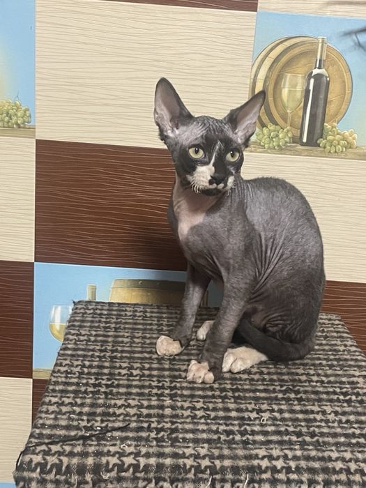 Котята Канадский сфинкс