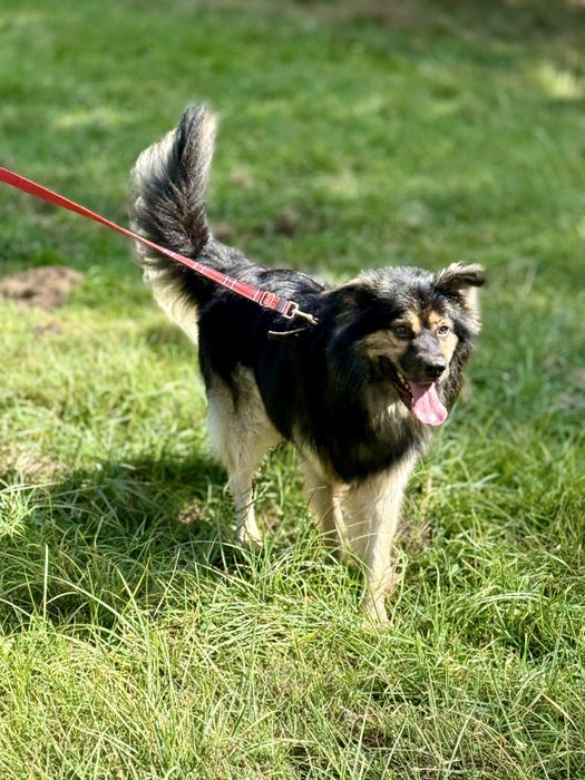 Szarik — piękny pies do adopcji