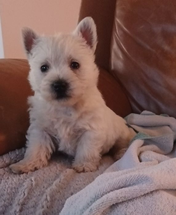 West highland white terrier piesek