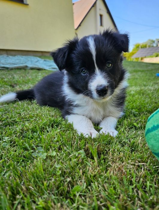 Border collie piesek