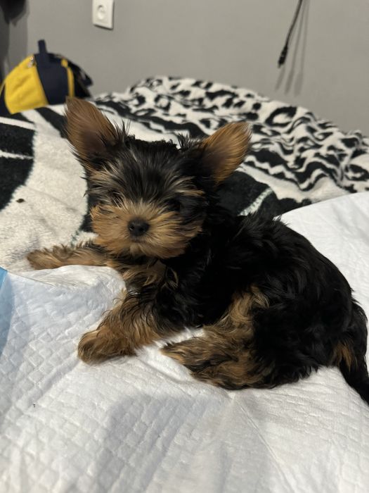 Вʼязка Міні Йорка