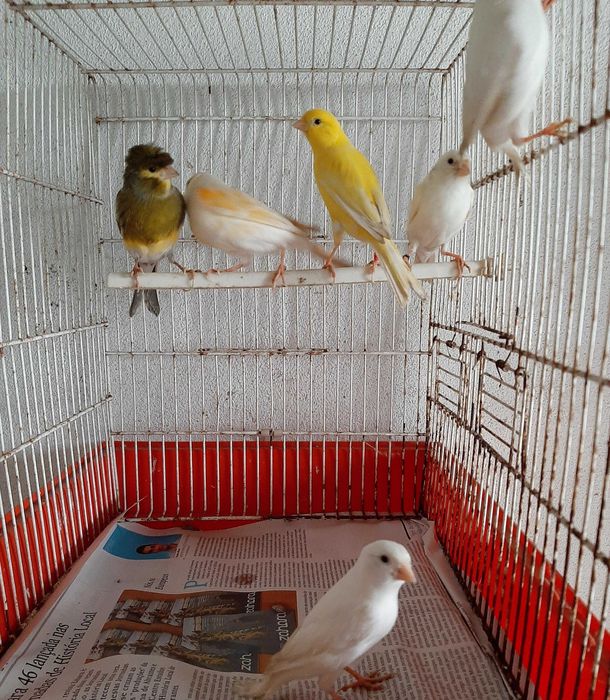 Canários de 2025 para ceder