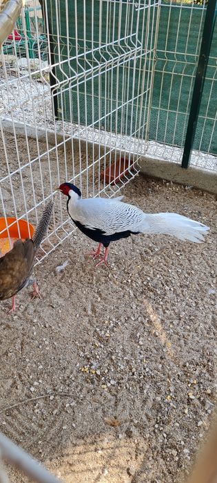 Ovos galados de faisão