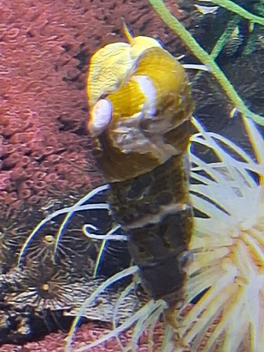 Slimaki tylomelania yellow
