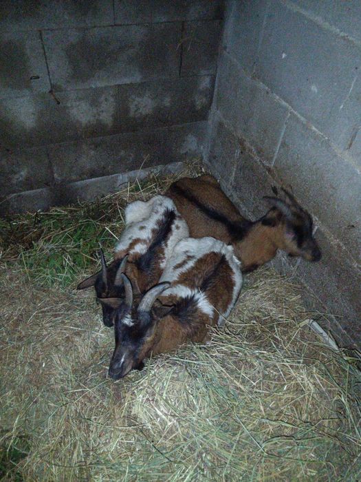 Vendo cabras á nas i maxus