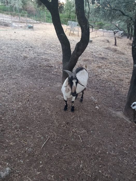 Vendo animais de quinta ovelhas ou cabras