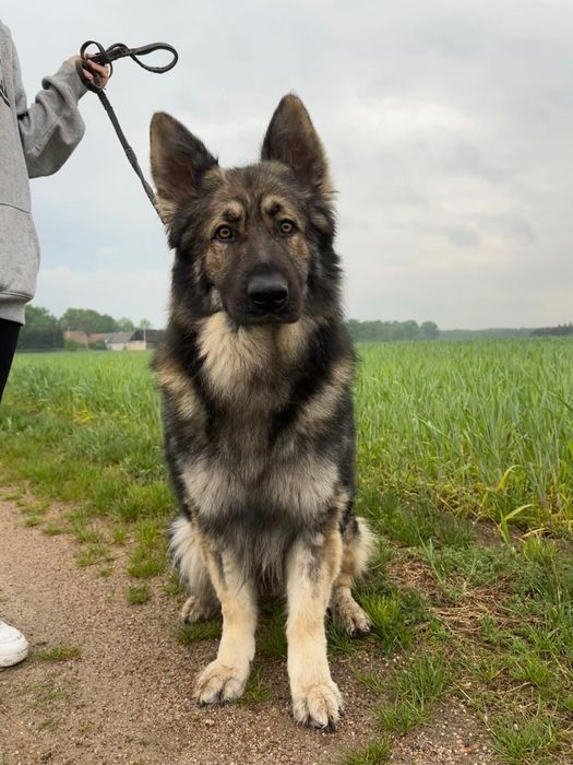 Owczarek Niemiecki Długowłosy Staroniemiecki