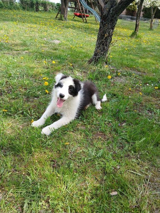 Border collie suczka z rodowodem
