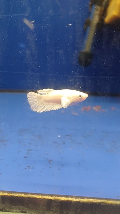 Rybki do akwarium - Samica bojownika Bojownik samice