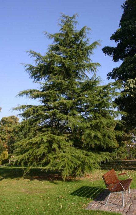 CEDR HIMALAJSKI CEDRUS - sadzonki w doniczkach