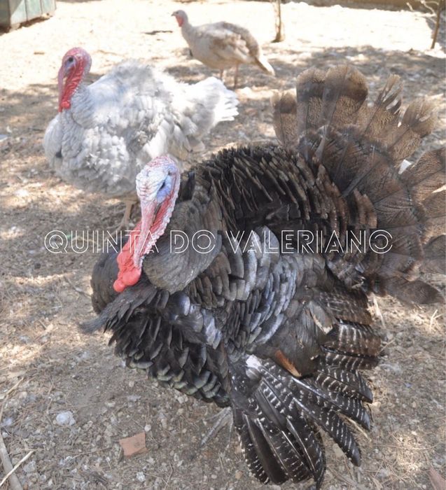 Tenho para venda ovos galados de peru/fracas/gansos