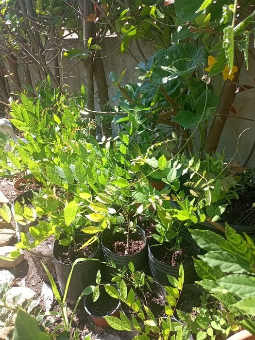 Glicínia de côr lilás