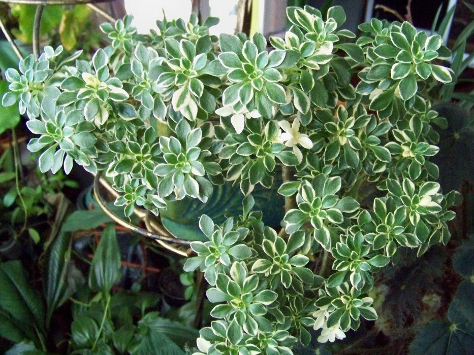 Aeonium domesticum variegata