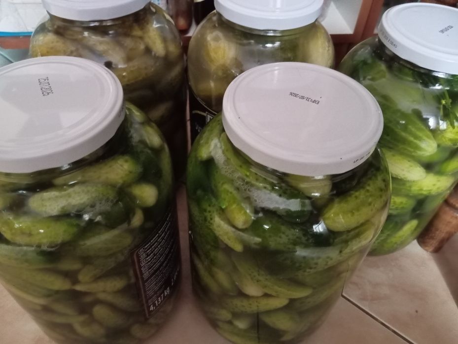 Domowe ogórki kiszone ekologiczne 100%