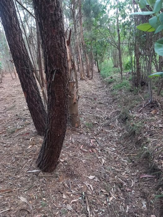Limpezas de terrenos/entre outros trabalhos