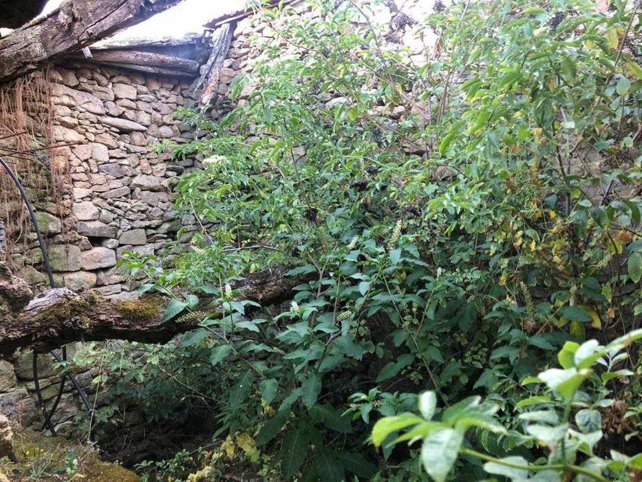 Moradia em Mareco - Penalva do Castelo-Lamego (Excelente Oportunidade)