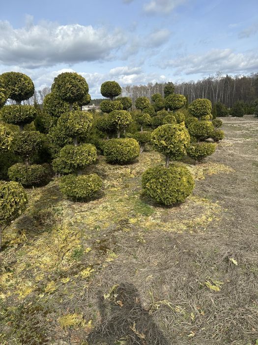 Tuja Thuja Brabant 200 cm