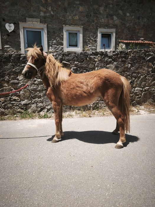Pônei fêmea mansa
