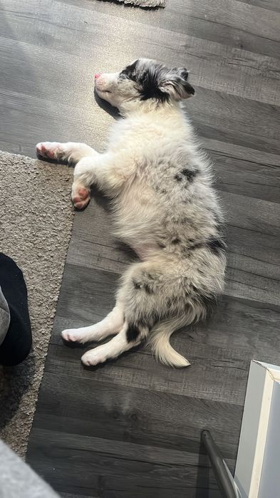 Border Collie blue merle