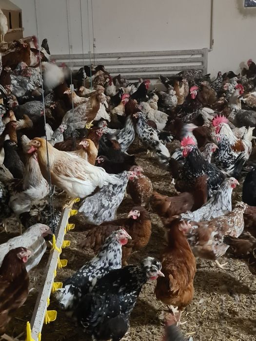 Jajka lęgowe wylęgowe