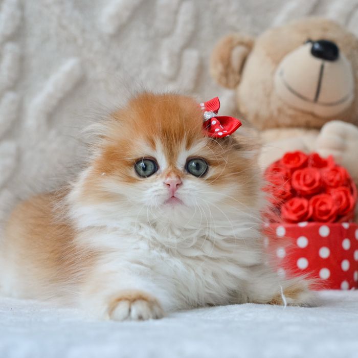 Розкішна висловуха кицюня